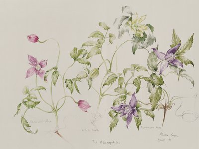 The Macropetalas by Alison Cooper